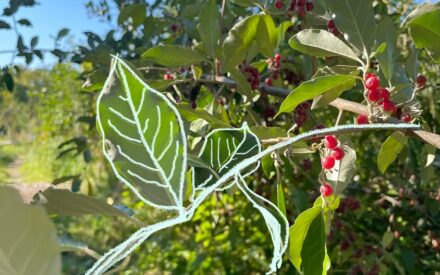 Bild Waldgarten Britz