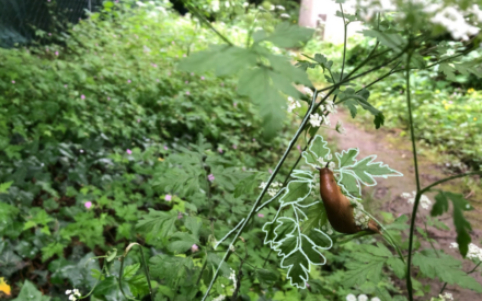 Nacktschnecke an einer Wildpflanze